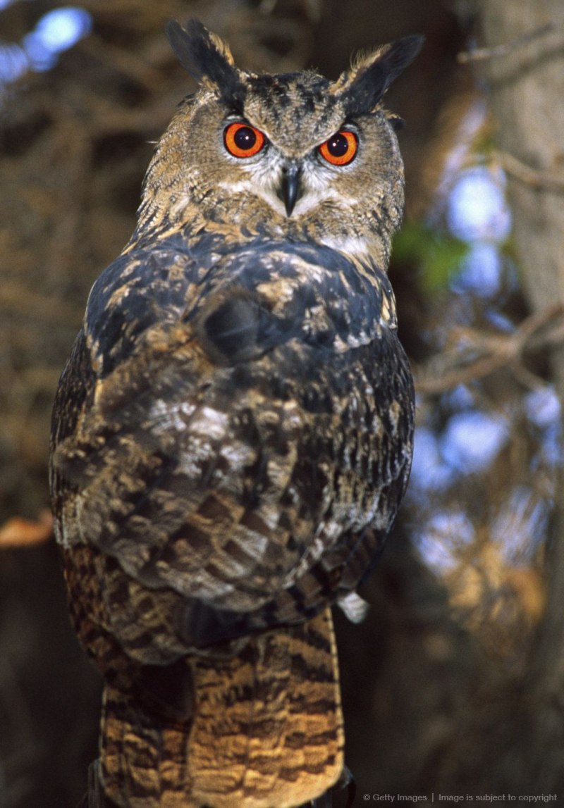 Bubo Bubo самка