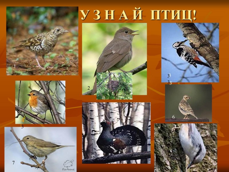 Птицы в лесу