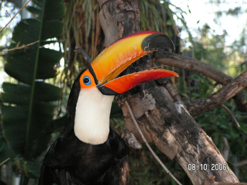 Toco Toucan я