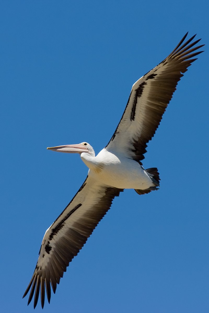 Pelican Flying
