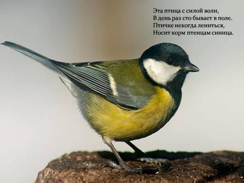 Птица с желтой грудкой