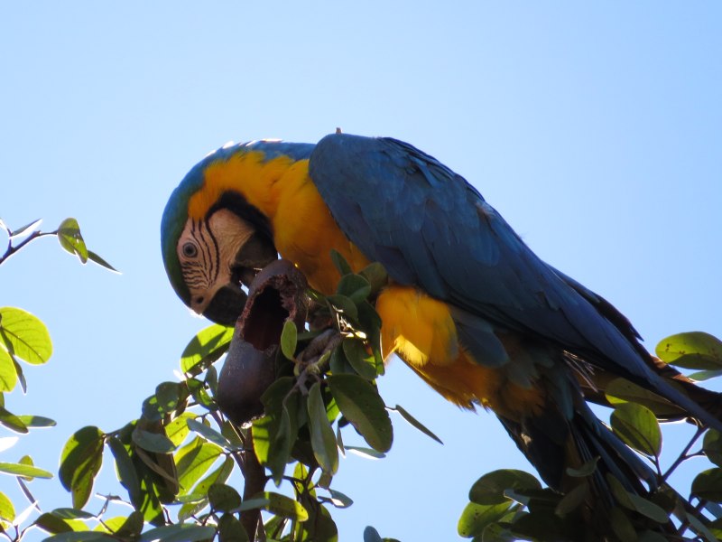 Ararauna