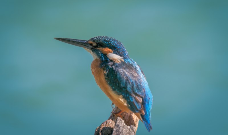 Обыкновенный Зимородок - Alcedo Atthis
