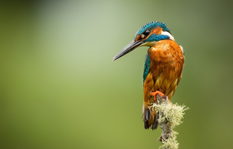 Птичка Kingfisher