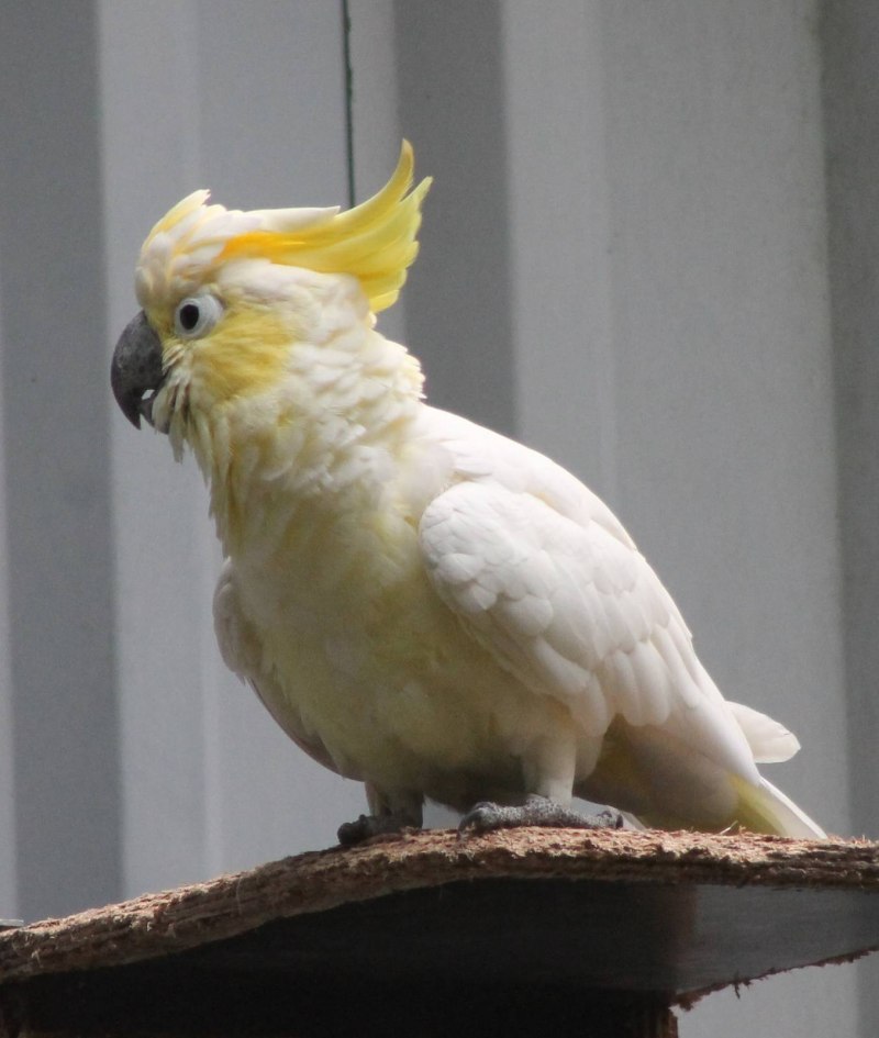 Cacatua sulphurea