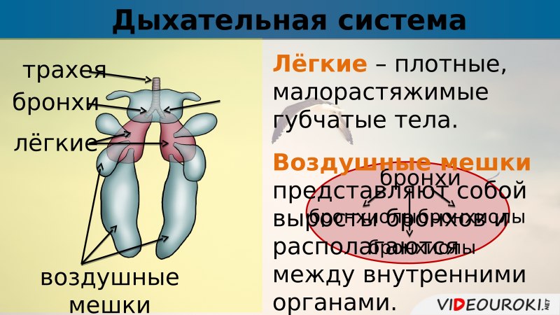 Рентген с вывихами у птиц