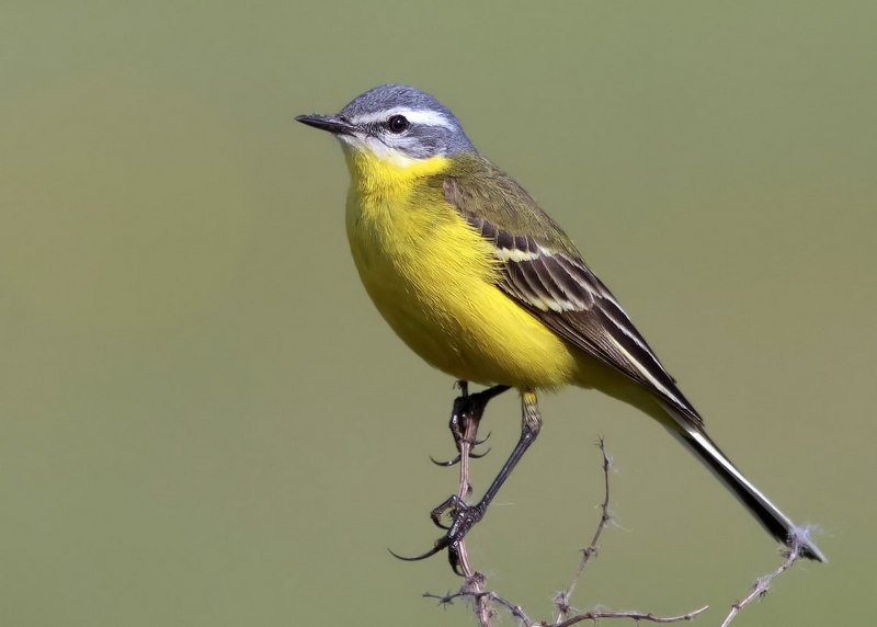Трясогузка желтая, Плиска (Motacilla Flava)
