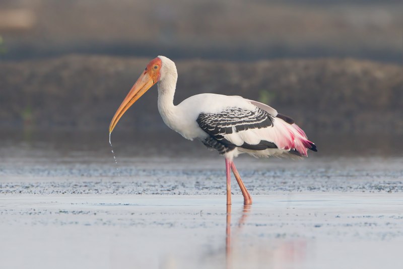 Африка́нский клюва́ч (Mycteria ibis),
