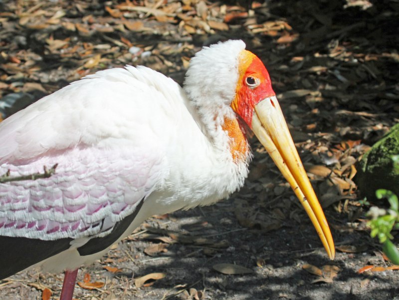 Harry Gibbons Bird Sanctuary Канада