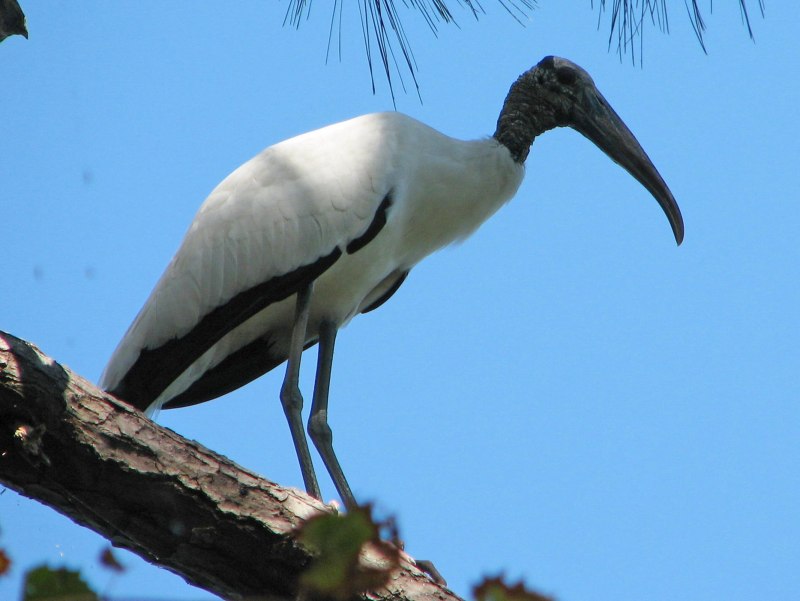 Painted Stork