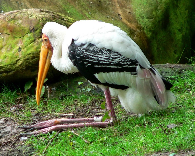 Milky Stork