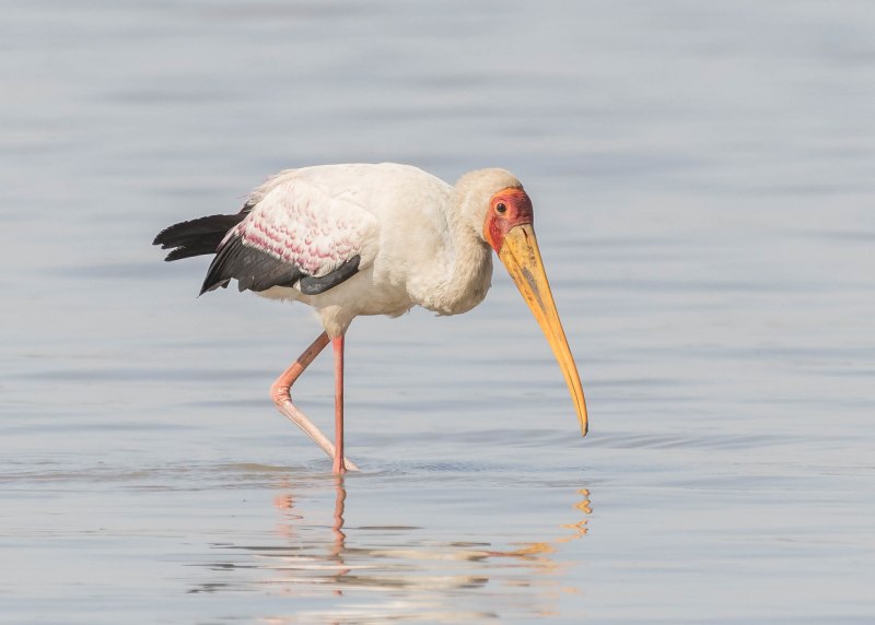 Пак Stork