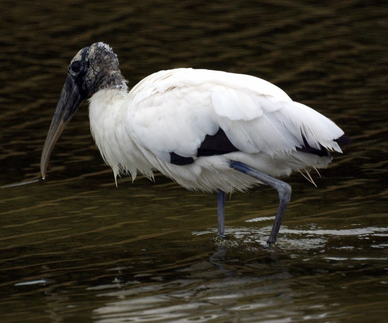 Yellow-billed Stork