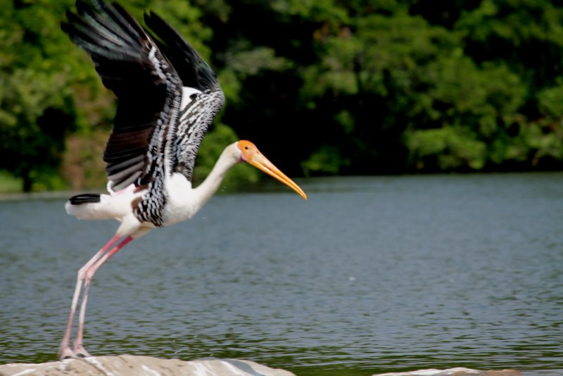 Milky Stork Nike