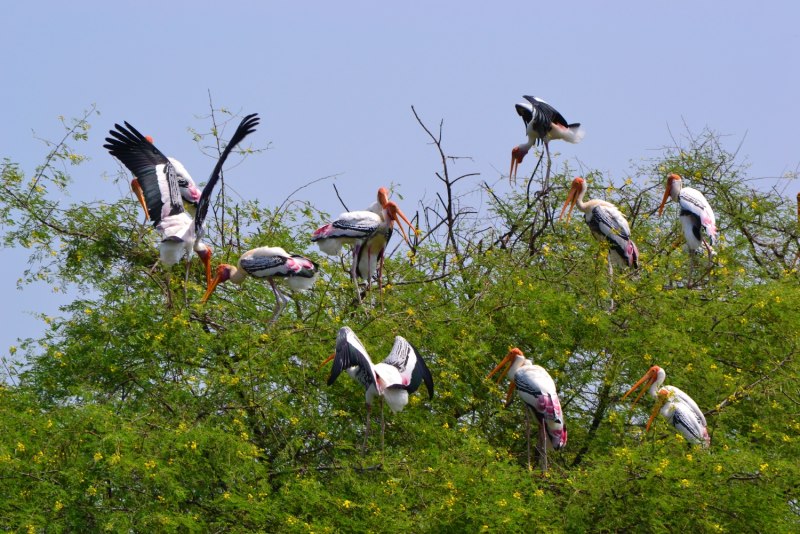 XL Stork Sentinel