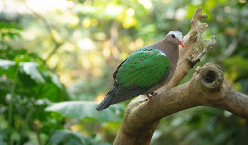 Geopelia humeralis
