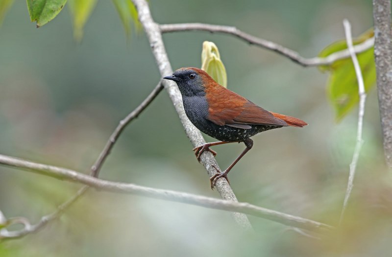 Фото птицы Brachypteryx
