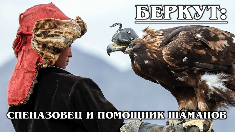 Самые красивые Хищные птицы