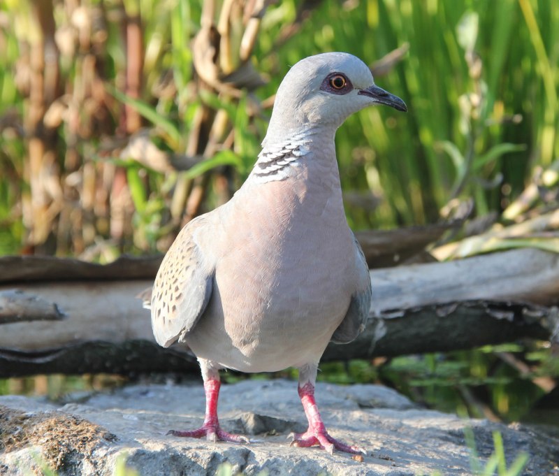 Streptopelia bitorquata