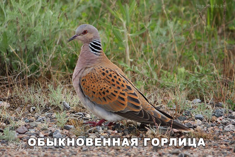Горлинка ы