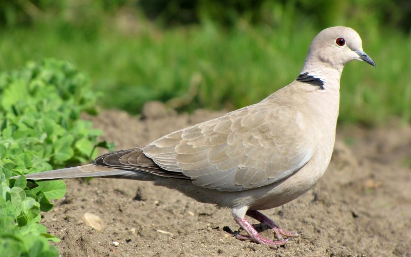 Кольчатая Горлица Streptopelia decaocto
