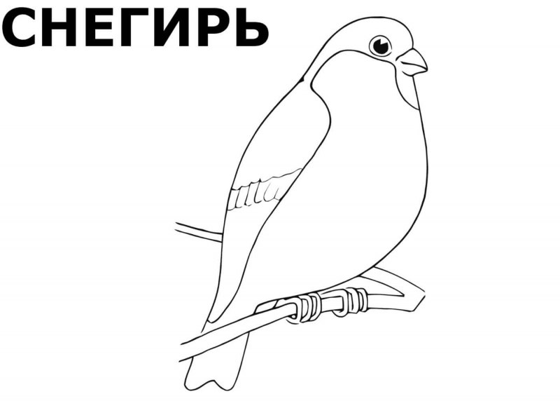 Раскраска для малышей. Птицы