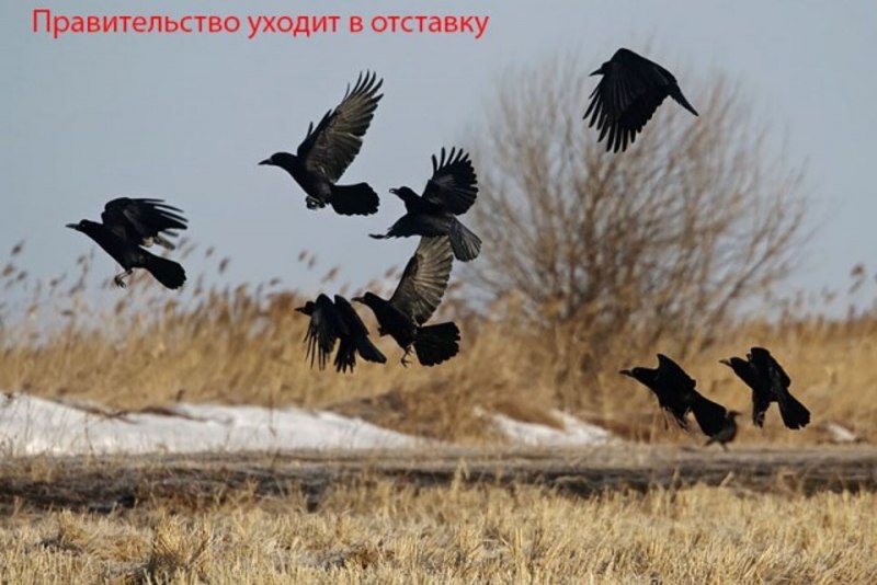 Перелетные птицы