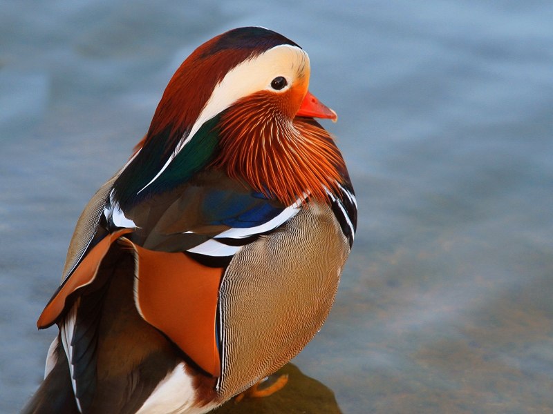 «Утка Мандаринка (Aix galericulata