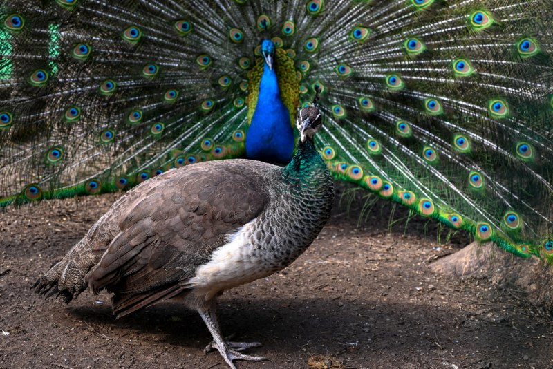 Павлин (Pavo cristatus)