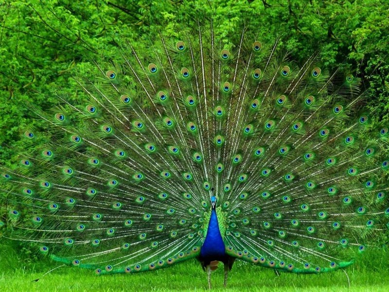 Зелёный Павлин / Pavo muticus