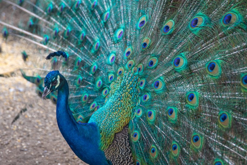 Peacock Blue перевод