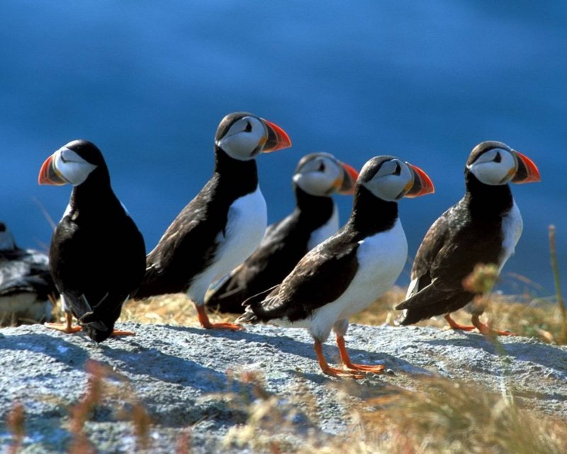 Puffin Тукан
