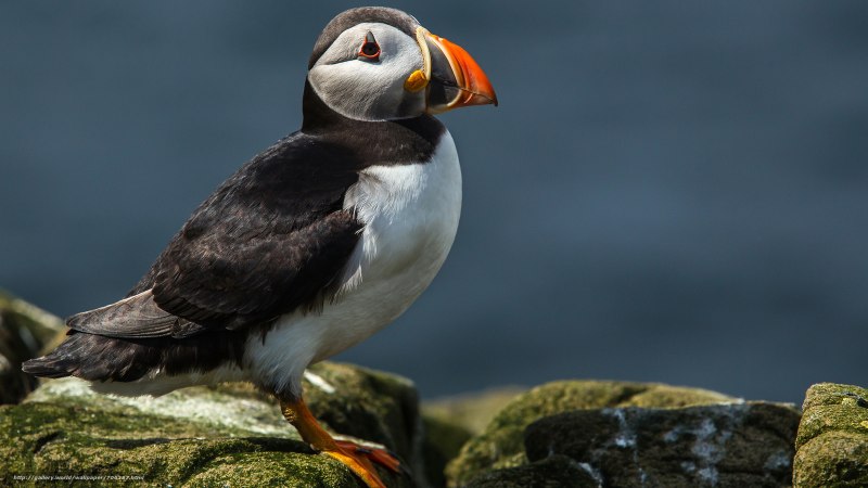 Тупик Fratercula Arctica