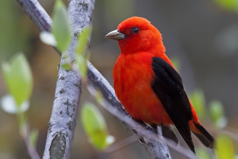 Красные птицы (51 фото)