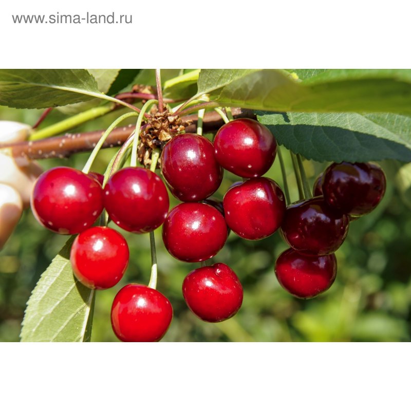 Саженцы черешня Бряночка