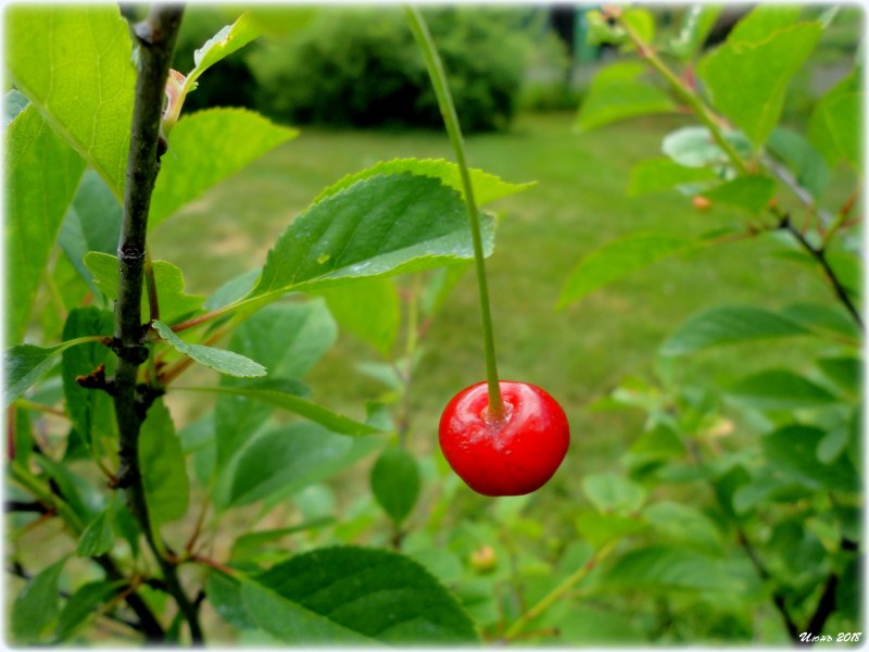 Карликовая вишня