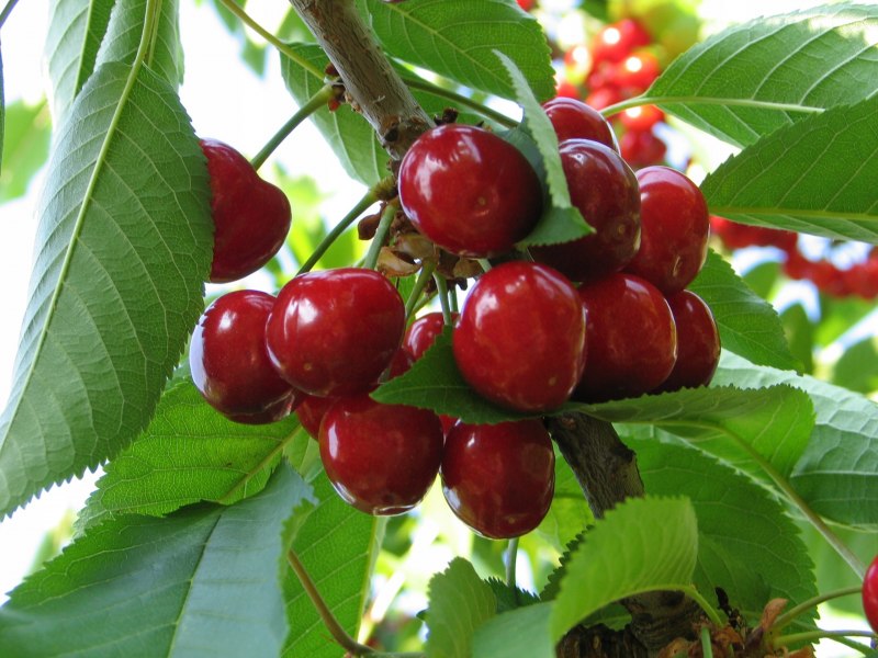 Вишня (род растений)