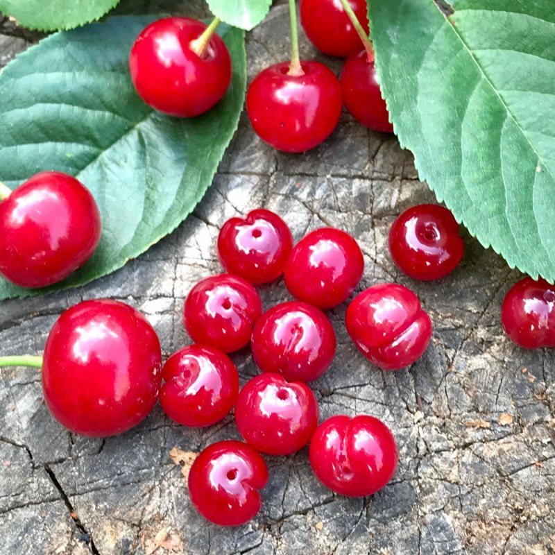 Вишня "Red Cherry"