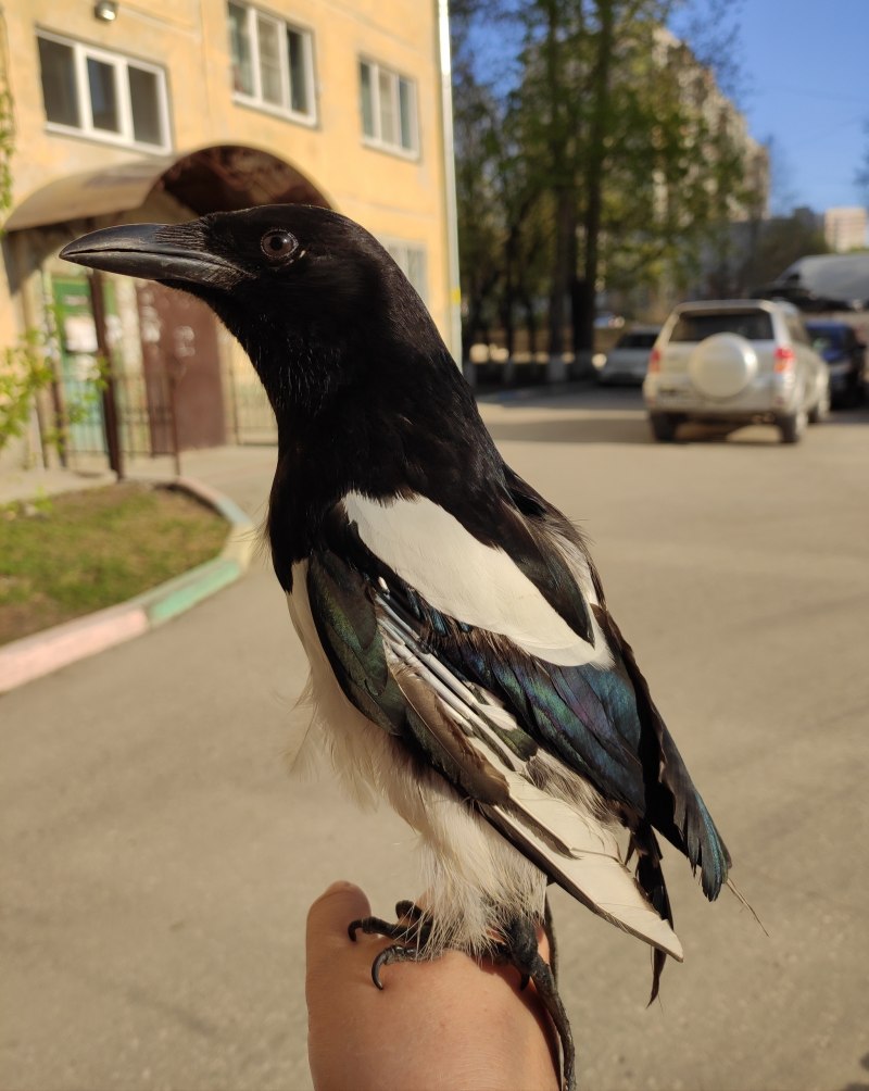 Тег сорока