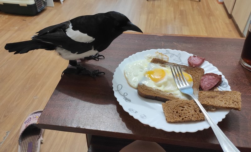 Ручная сорока
