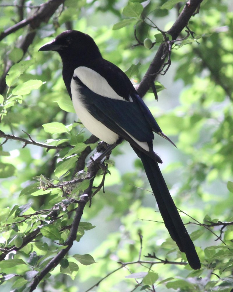 Magpie - сорока