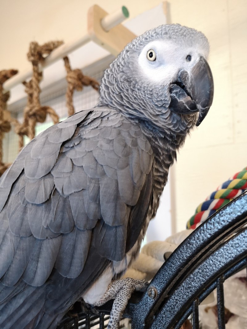 Попугаи порода Cockatiel неон