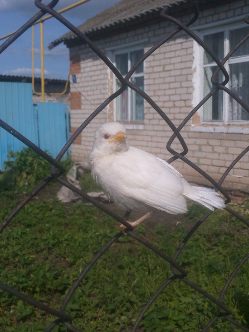 Самка воробья фото