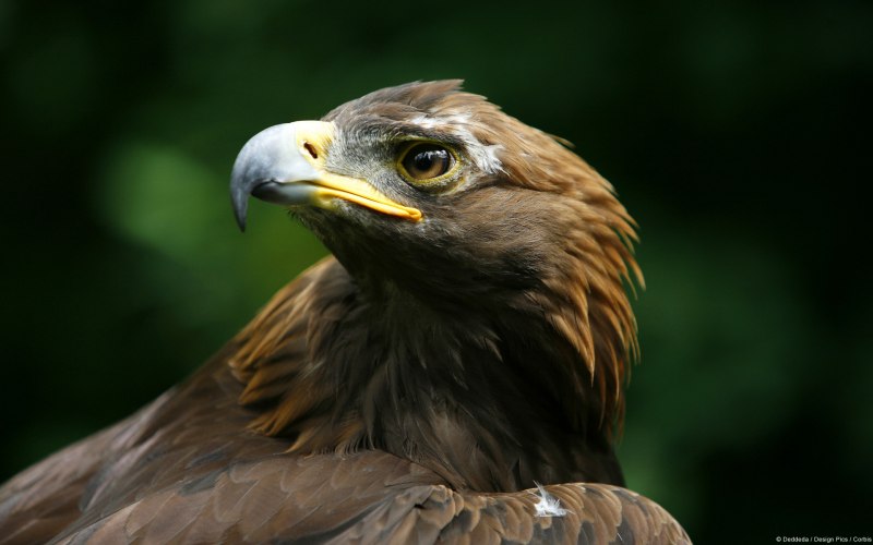 Беркут Aquila chrysaetos