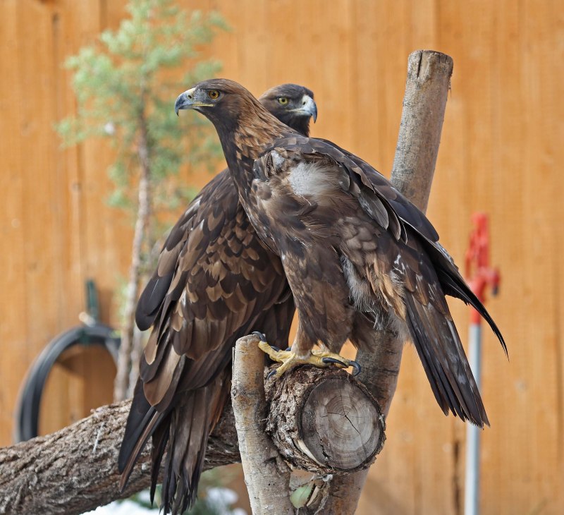 Королевский Беркут