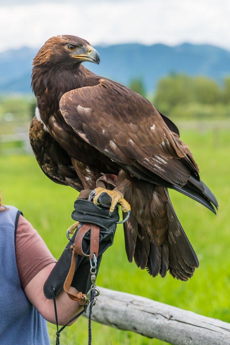 Беркут Aquila chrysaetos
