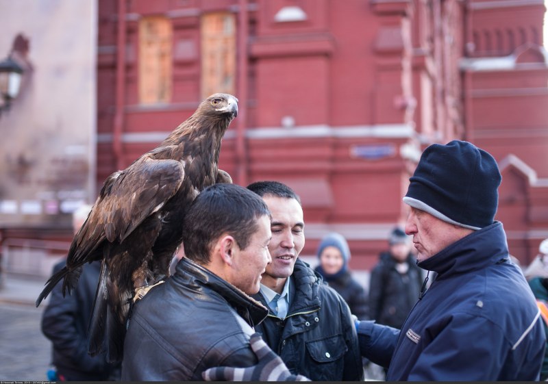 Беркут Халзан