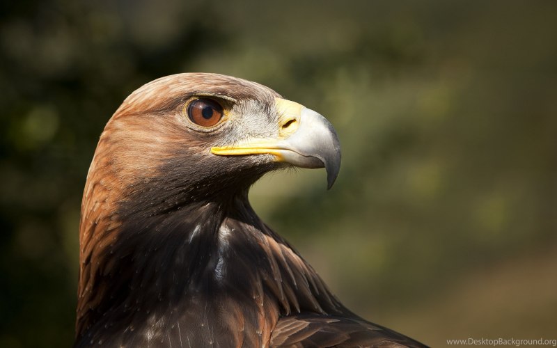 Беркут Aquila chrysaetos (Linnaeus, 1758)