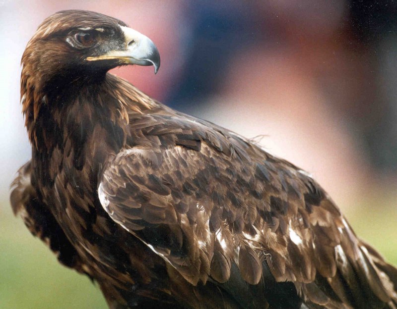 Golden Eagle Alibernet