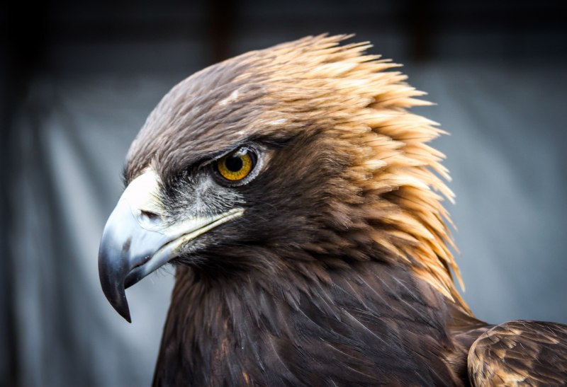 Feeding time for Golden Eagle